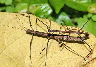 Walkingsticks - Phasmatodea