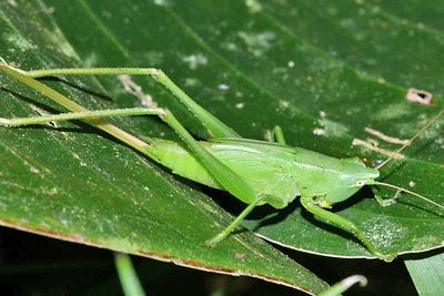 Conehead Katydid - Neoconocephalus sp.