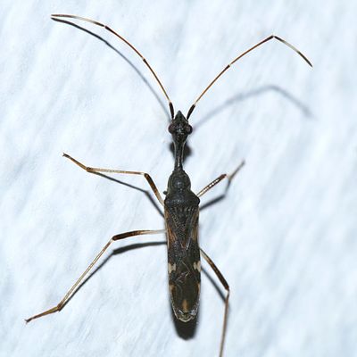 Myodocha sp.