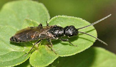Pristocera armifera