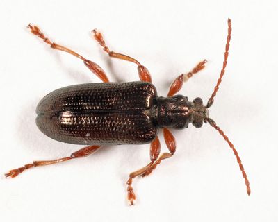  Shoemaker's Reed Beetle - Plateumaris shoemakeri