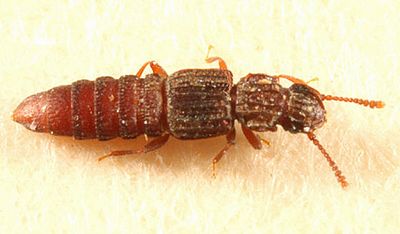 Osoriinae - Thoracophorus costalis
