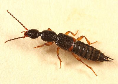 Tetartopeus tetricus