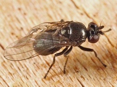 Axysta extera