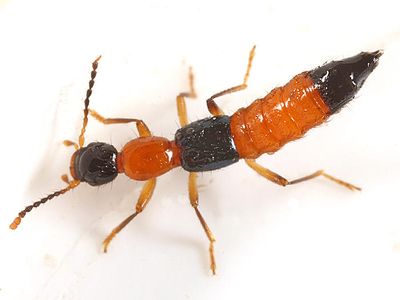 Paederus littorarius