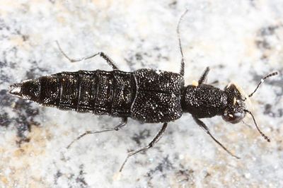 Stenus laccophilus