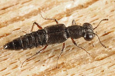Stenus pauperculus