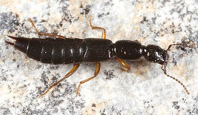 Ochthephilum fracticorne