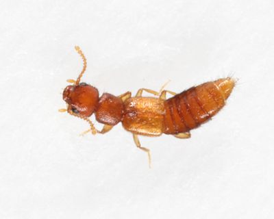 Sunius debilicornis