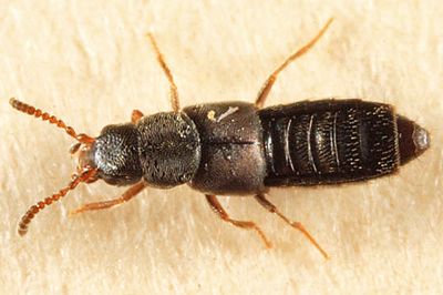 Halobrecta algophila