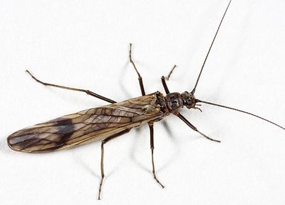 Winter Stoneflies - Taeniopterygidae
