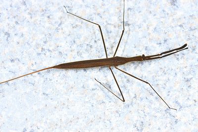 Waterscorpions - Nepidae