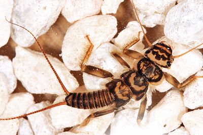 Stoneflies - Plecoptera
