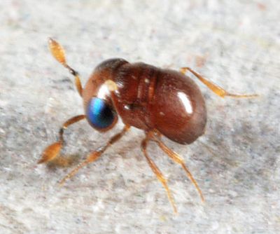 Baeus sp. (.8mm Dwarf flightless female Wasp)