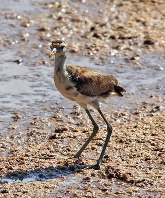 Northern Jacana - Jacana spinosa