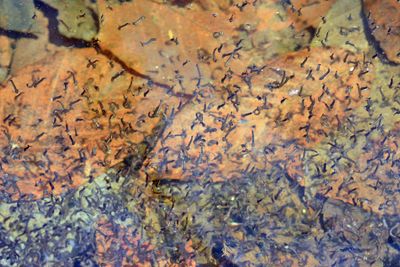 Ochlerotatus communis (larvae)