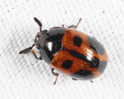 Darkling Beetles - Tenebrionidae