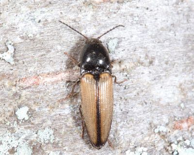 Ampedus militaris
