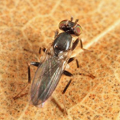 Clusiodes ater