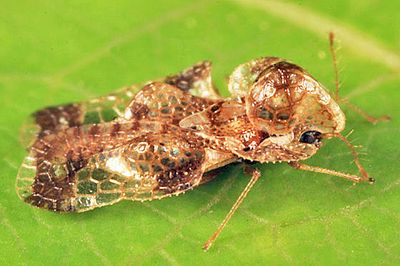 Corythucha cydoniae