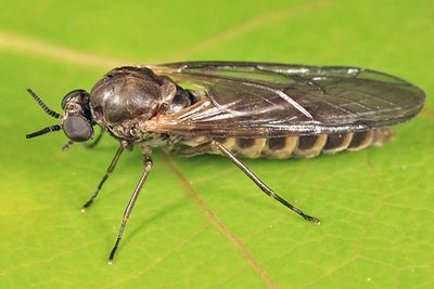 Flies - Axymyiidae