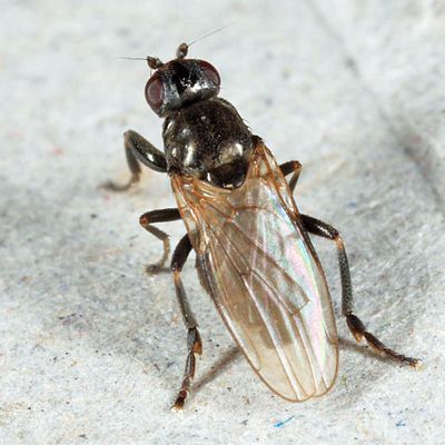 Lotophila atra