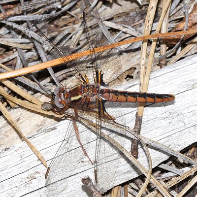 Blue Corporal - Ladona deplanata