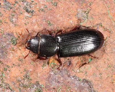Tenebroides corticalis