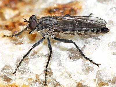 Lasiopogon currani