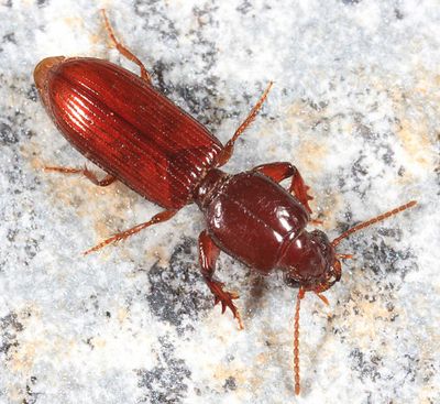 Clivina impressefrons