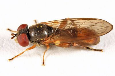 Sphegina sp.