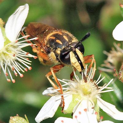 Sphecomyia vittata
