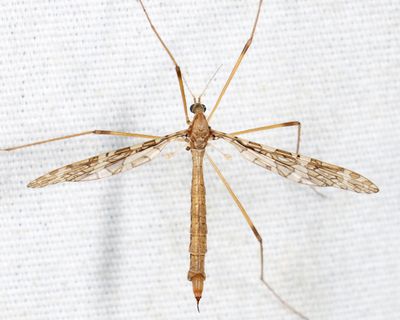 Epiphragma fasciapenne