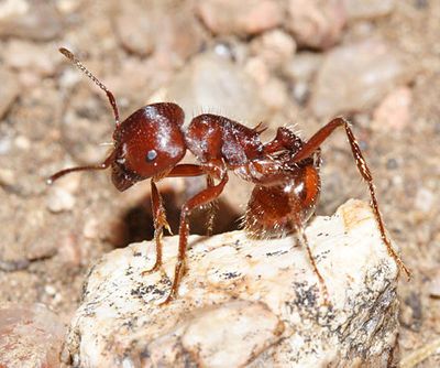 Red Harvester Ant - Pogonomyrmex barbatus