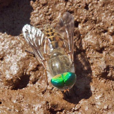 Tabanus laticornis