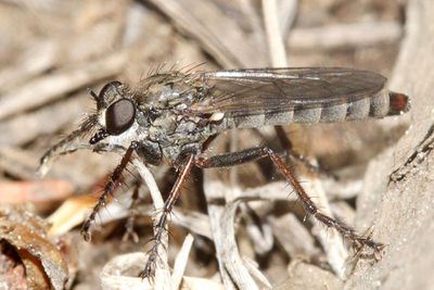 Lasiopogon apache