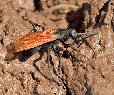 Tarantula Hawk - Pepsis sp.