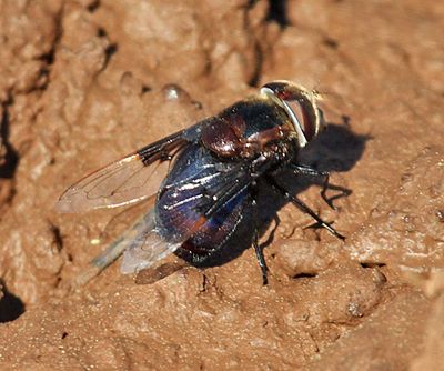 Mexican Cactus Fly - Copestylum mexicana