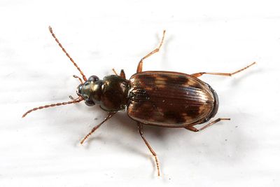 Bembidion latebricola