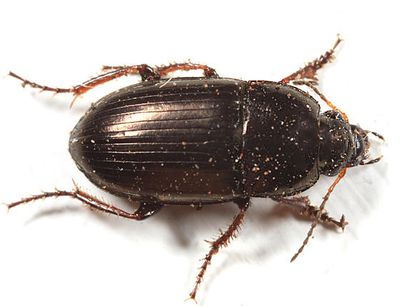 Amara convexa