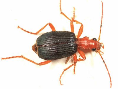 Brachinus mexicanus