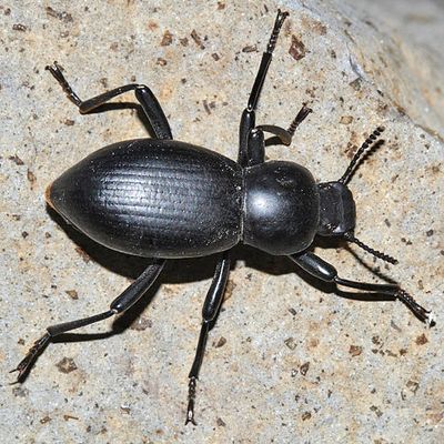Coelocnemis magna