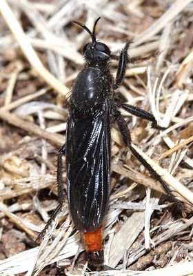 Ospriocerus aeacus