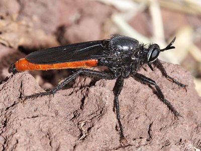 Ospriocerus aeacus