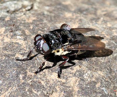 Wood Rat Bot Fly - Cuterebra austeni