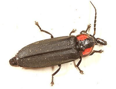 Pyropyga nigricans