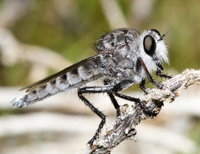 Promachus albifacies