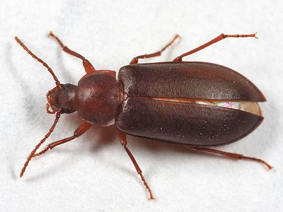 Alaephus sp.