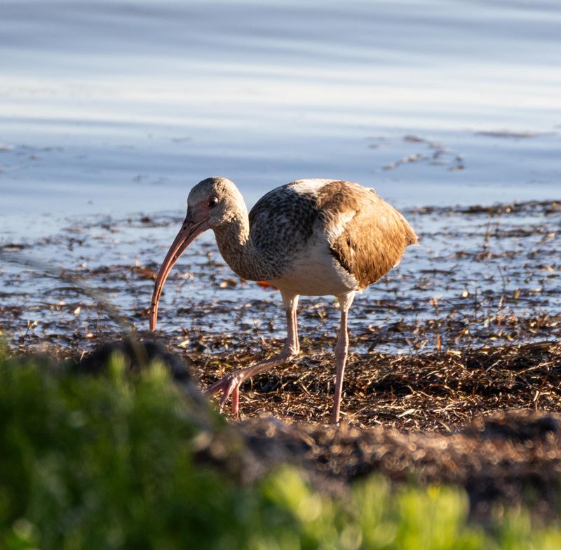 White Ibis