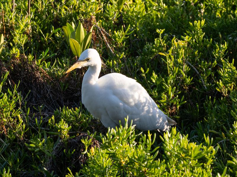 Cattle Egret